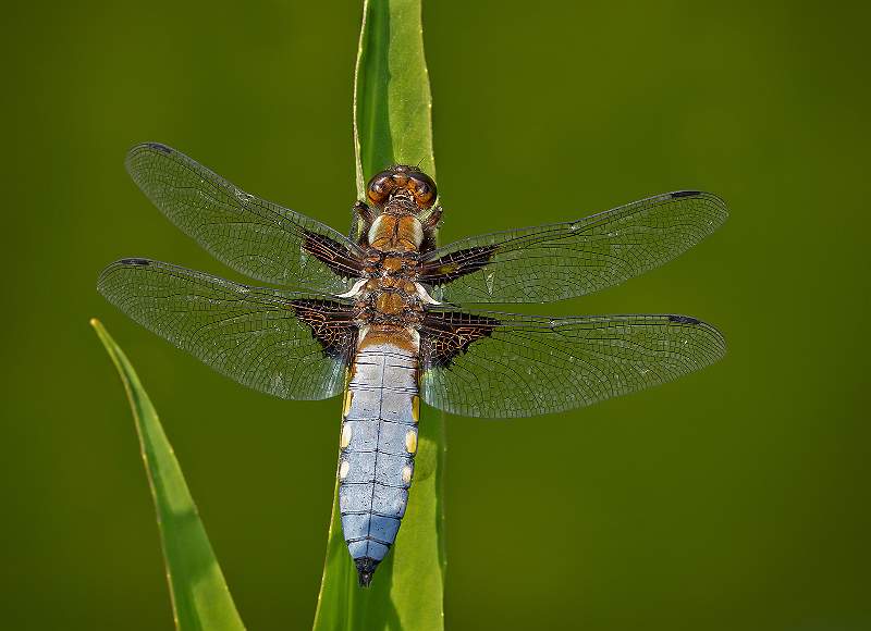 Broad-Bodied Chaser_David Schenck.jpg